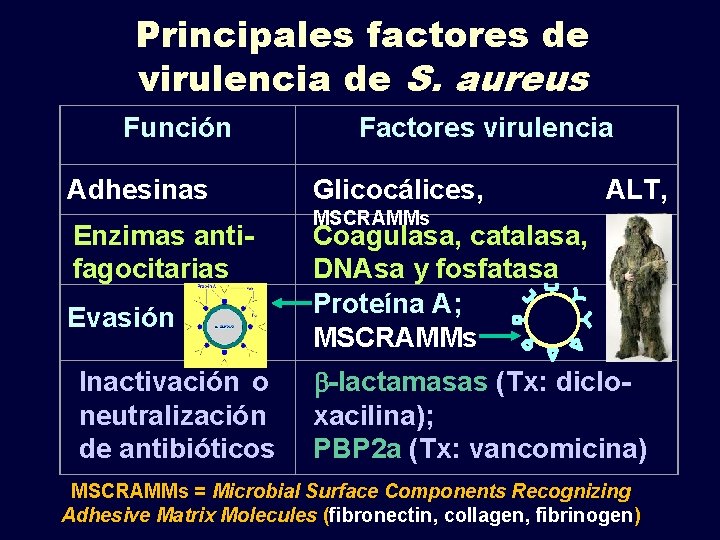 Staphylococcus Importancia clnica Importancia clnica de los ECN