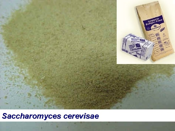 Saccharomyces cerevisae 