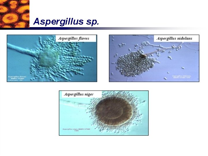 Aspergillus sp. 