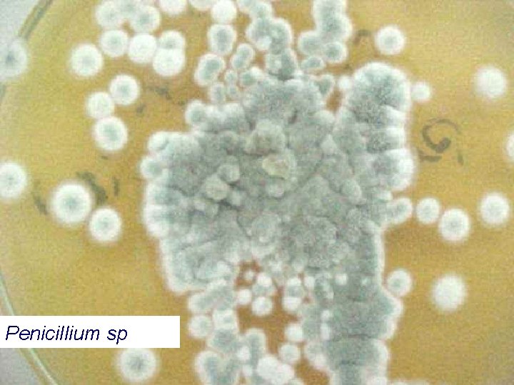 Penicillium sp 