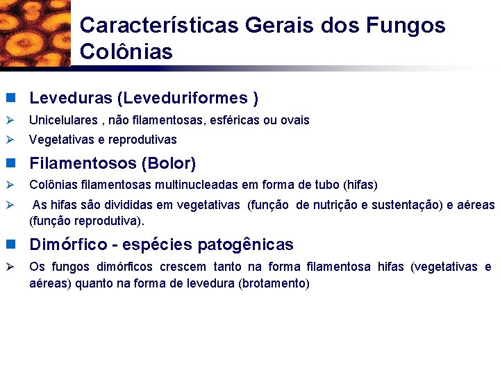 Características Gerais dos Fungos Colônias n Leveduras (Leveduriformes ) Ø Unicelulares , não filamentosas,