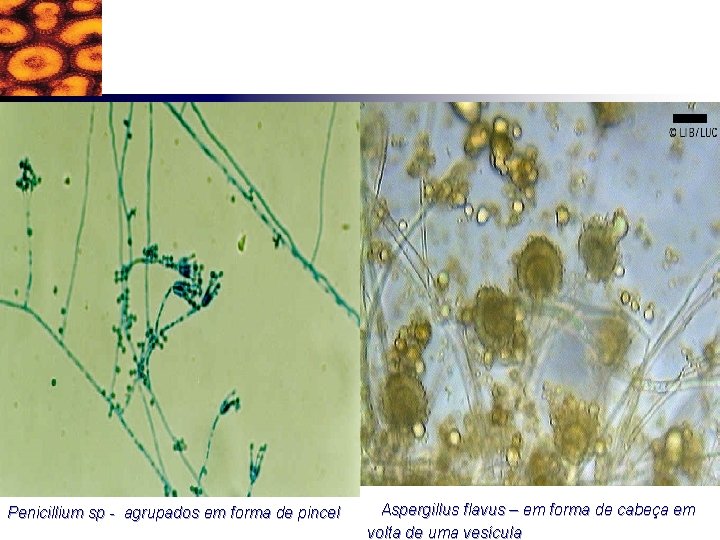 Penicillium sp - agrupados em forma de pincel Aspergillus flavus – em forma de