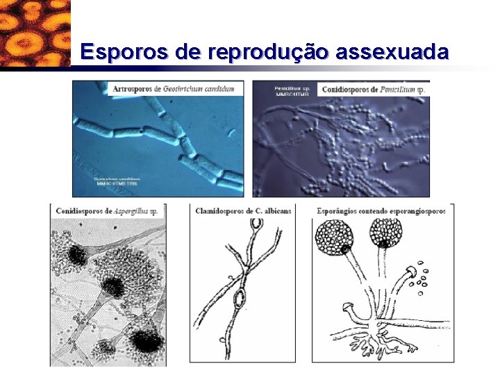 Esporos de reprodução assexuada 