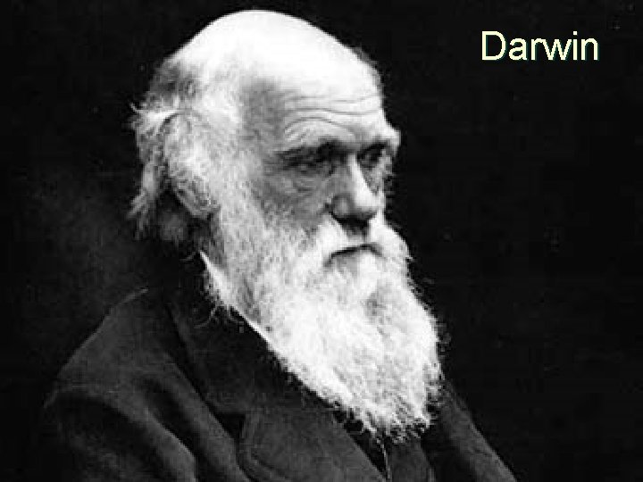 Darwin 