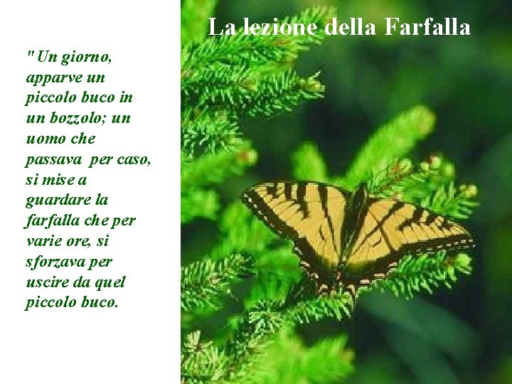 La lezione della Farfalla "Un giorno, apparve un piccolo buco in un bozzolo; un