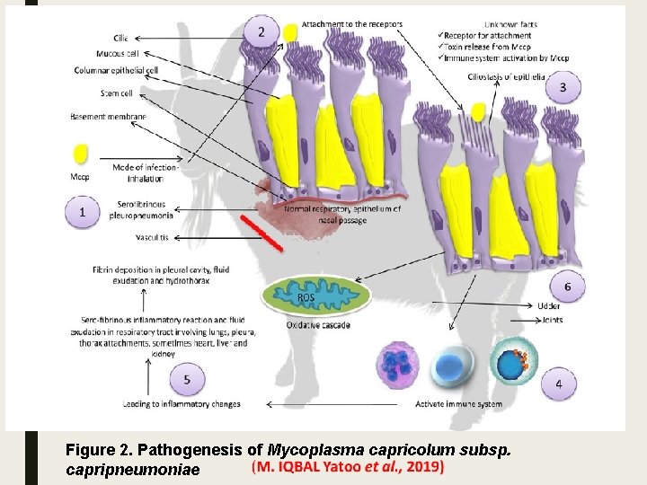 Figure 2. Pathogenesis of Mycoplasma capricolum subsp. capripneumoniae 