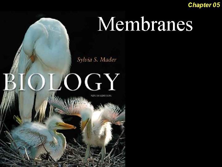 Chapter 05 Membranes 