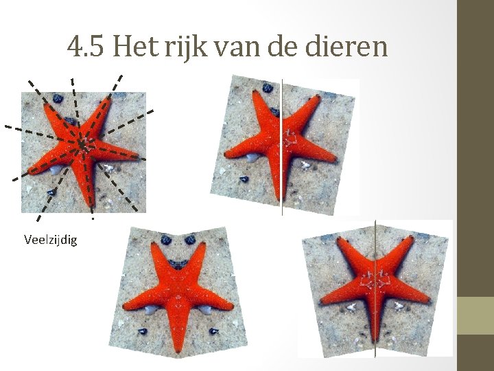 4. 5 Het rijk van de dieren Veelzijdig 