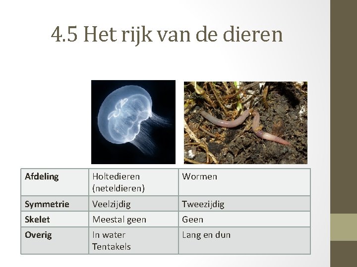 4. 5 Het rijk van de dieren Afdeling Holtedieren (neteldieren) Wormen Symmetrie Veelzijdig Tweezijdig