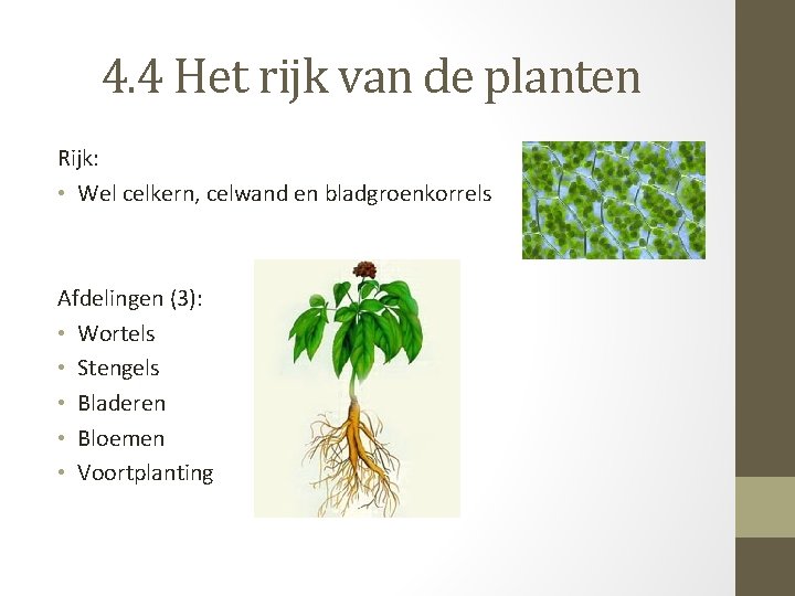 4. 4 Het rijk van de planten Rijk: • Wel celkern, celwand en bladgroenkorrels