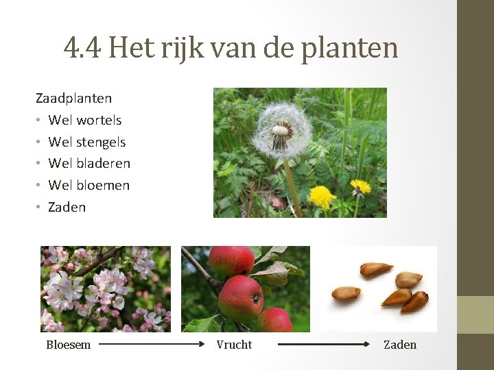 4. 4 Het rijk van de planten Zaadplanten • Wel wortels • Wel stengels