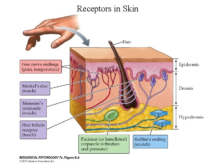 Receptors in Skin 