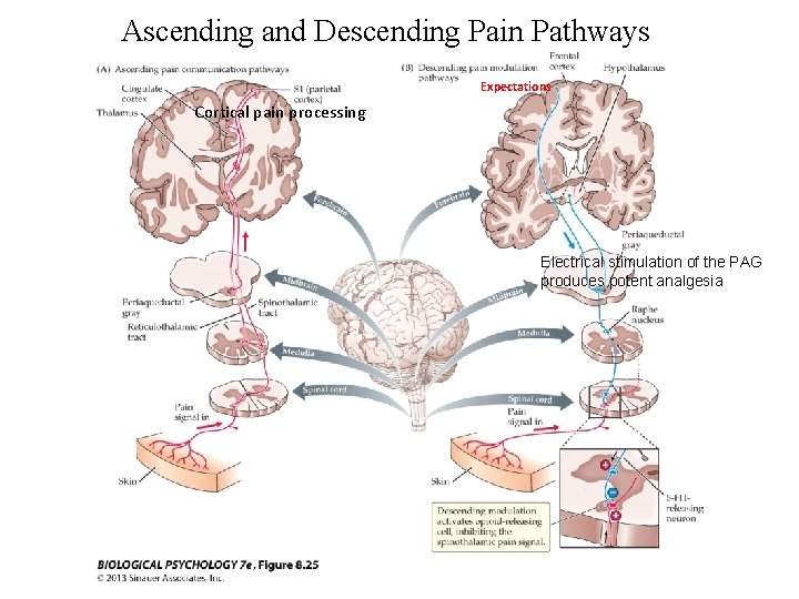 Ascending and Descending Pain Pathways Expectations Cortical pain processing Electrical stimulation of the PAG