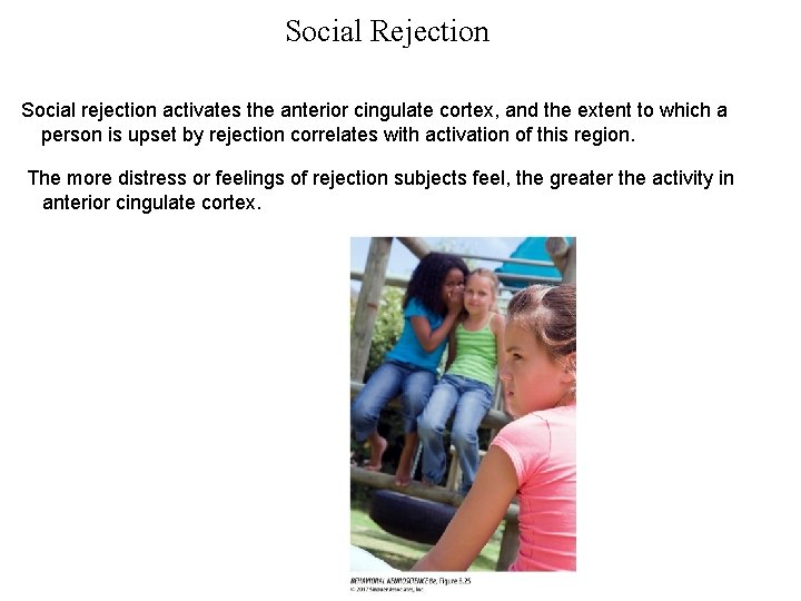 Social Rejection Social rejection activates the anterior cingulate cortex, and the extent to which