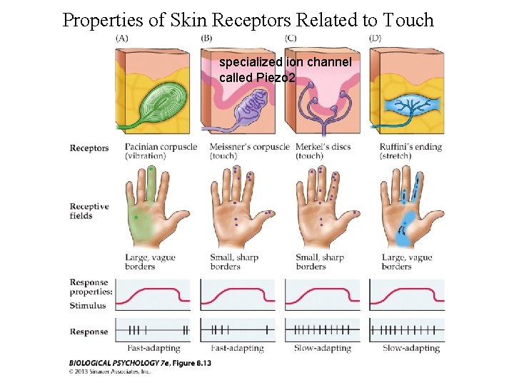 Properties of Skin Receptors Related to Touch specialized ion channel called Piezo 2 