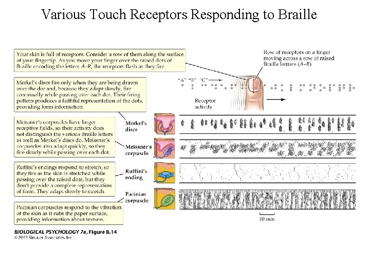 Various Touch Receptors Responding to Braille 