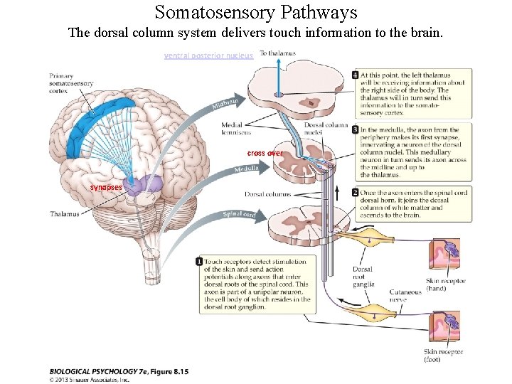 Somatosensory Pathways The dorsal column system delivers touch information to the brain. ventral posterior