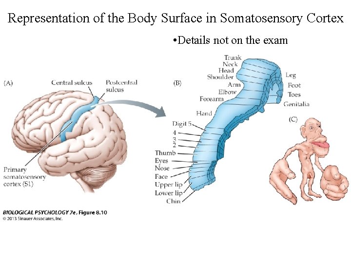 Representation of the Body Surface in Somatosensory Cortex • Details not on the exam