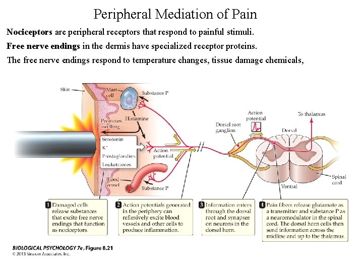 Peripheral Mediation of Pain Nociceptors are peripheral receptors that respond to painful stimuli. Free