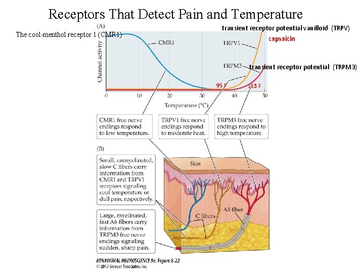 Receptors That Detect Pain and Temperature The cool-menthol receptor 1 (CMR 1) transient receptor