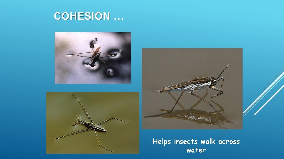 COHESION … Helps insects walk across water COHESION … Helps insects walk across water