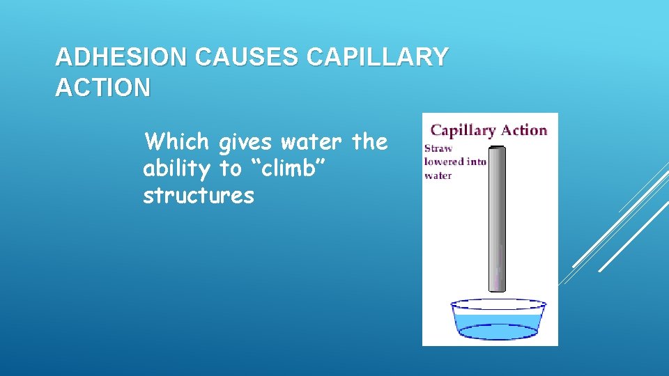 ADHESION CAUSES CAPILLARY ACTION Which gives water the ability to “climb” structures ADHESION CAUSES CAPILLARY ACTION Which gives water the ability to “climb” structures