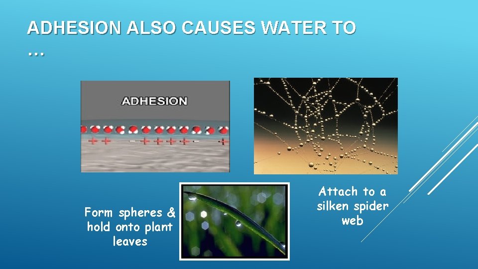 ADHESION ALSO CAUSES WATER TO … Form spheres & hold onto plant leaves Attach ADHESION ALSO CAUSES WATER TO … Form spheres & hold onto plant leaves Attach
