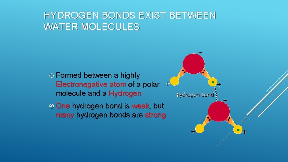HYDROGEN BONDS EXIST BETWEEN WATER MOLECULES Formed between a highly Electronegative atom of a HYDROGEN BONDS EXIST BETWEEN WATER MOLECULES Formed between a highly Electronegative atom of a