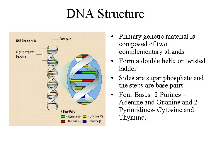 DNA Structure • Primary genetic material is composed of two complementary strands • Form