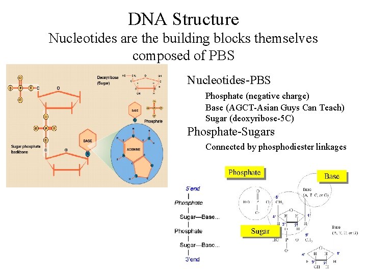 DNA Structure Nucleotides are the building blocks themselves composed of PBS Nucleotides-PBS Phosphate (negative