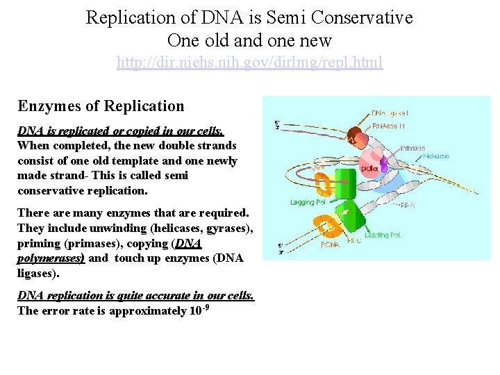 Replication of DNA is Semi Conservative One old and one new http: //dir. niehs.