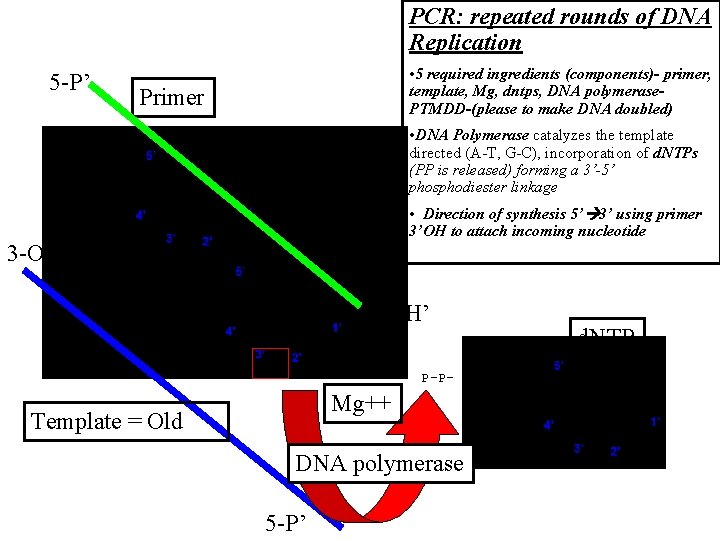 PCR: repeated rounds of DNA Replication 5 -P’ • 5 required ingredients (components)- primer,