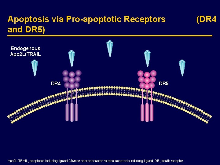 Apoptosis via Pro-apoptotic Receptors and DR 5) Endogenous Apo 2 L/TRAIL DR 4 DR