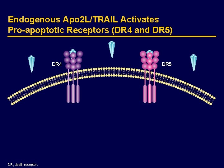 Endogenous Apo 2 L/TRAIL Activates Pro-apoptotic Receptors (DR 4 and DR 5) DR 4