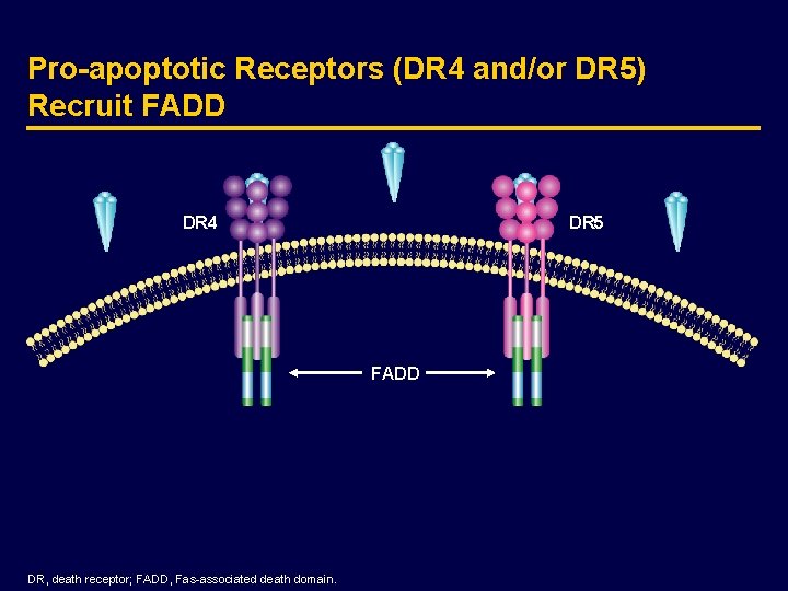 Pro-apoptotic Receptors (DR 4 and/or DR 5) Recruit FADD DR 4 DR 5 FADD