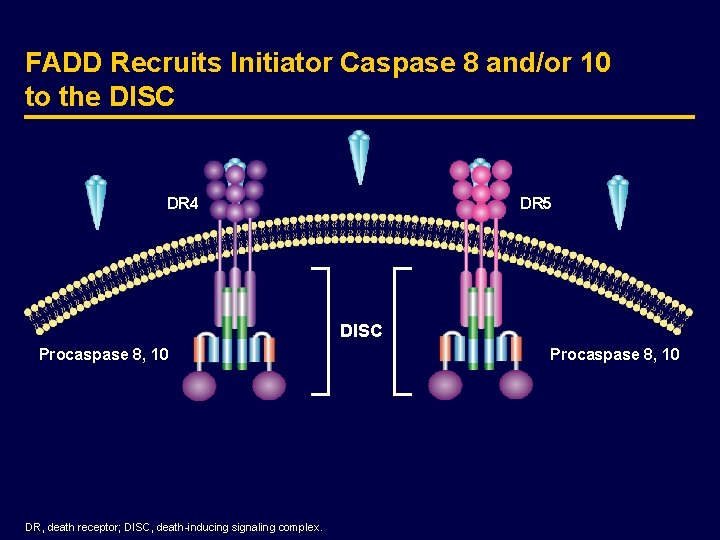FADD Recruits Initiator Caspase 8 and/or 10 to the DISC DR 4 DR 5