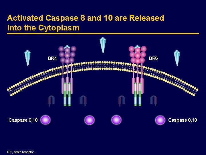 Activated Caspase 8 and 10 are Released Into the Cytoplasm DR 4 Caspase 8,