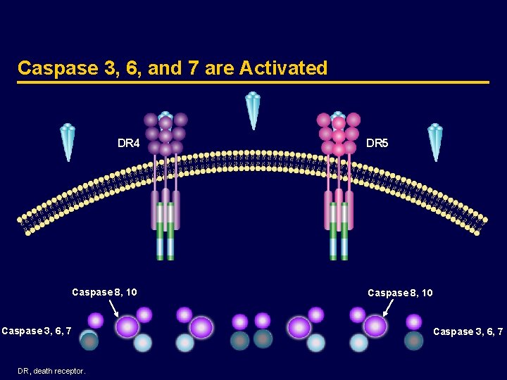 Caspase 3, 6, and 7 are Activated DR 4 Caspase 8, 10 Caspase 3,