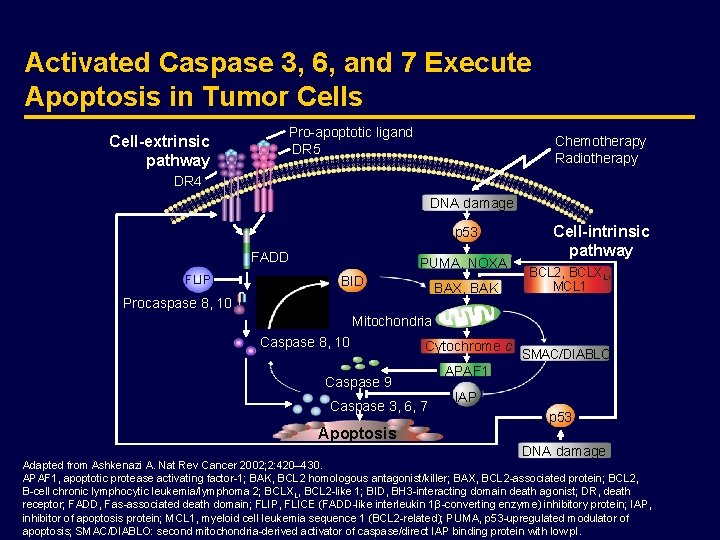 Activated Caspase 3, 6, and 7 Execute Apoptosis in Tumor Cells Cell-extrinsic pathway Pro-apoptotic