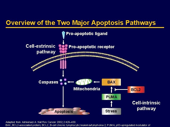 Overview of the Two Major Apoptosis Pathways Pro-apoptotic ligand Cell-extrinsic pathway Pro-apoptotic receptor Caspases