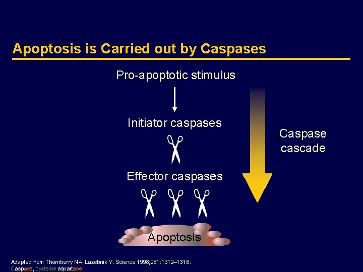 Apoptosis is Carried out by Caspases Pro-apoptotic stimulus Initiator caspases Effector caspases Apoptosis Adapted