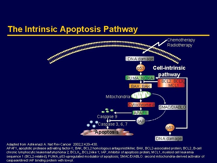 The Intrinsic Apoptosis Pathway Chemotherapy Radiotherapy DNA damage p 53 Cell-intrinsic pathway PUMA, NOXA