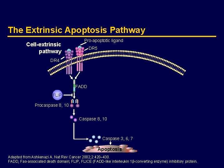 The Extrinsic Apoptosis Pathway Cell-extrinsic pathway Pro-apoptotic ligand DR 5 DR 4 FADD FLIP