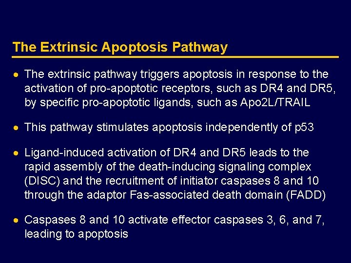 The Extrinsic Apoptosis Pathway · The extrinsic pathway triggers apoptosis in response to the