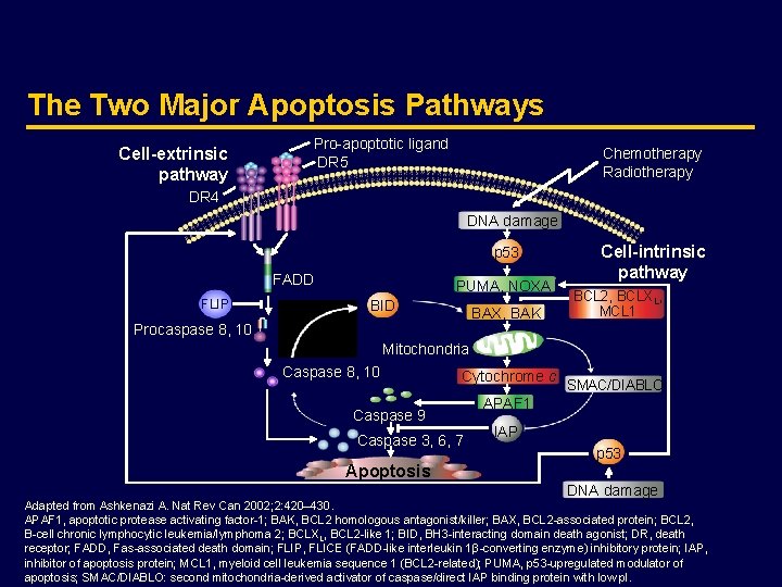 The Two Major Apoptosis Pathways Cell-extrinsic pathway Pro-apoptotic ligand DR 5 Chemotherapy Radiotherapy DR