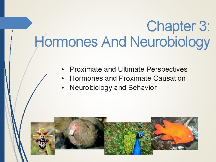 Chapter 3: Hormones And Neurobiology • Proximate and Ultimate Perspectives • Hormones and Proximate