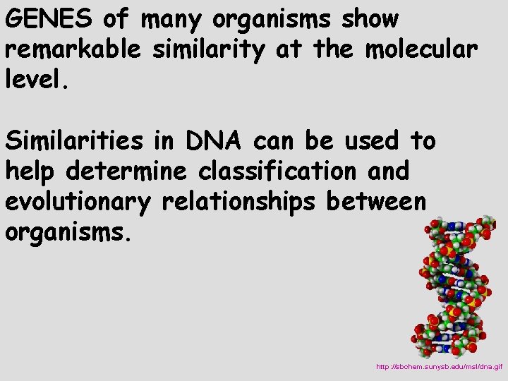 GENES of many organisms show remarkable similarity at the molecular level. Similarities in DNA