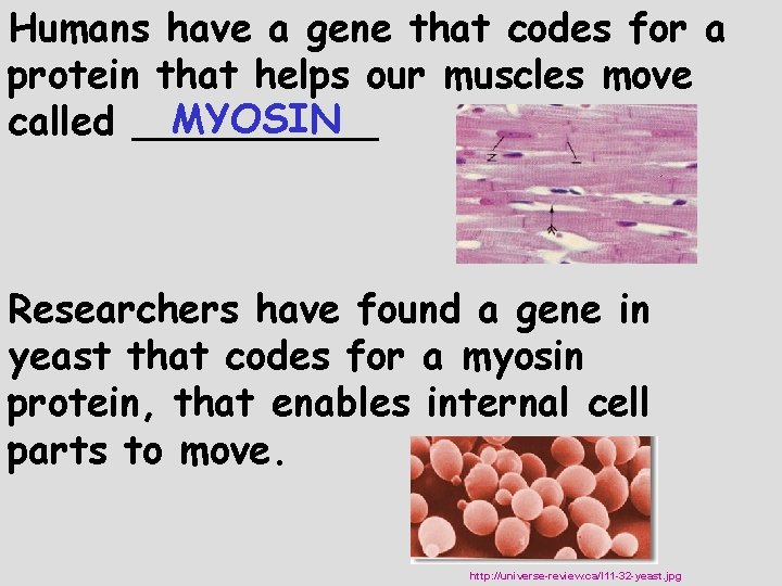 Humans have a gene that codes for a protein that helps our muscles move