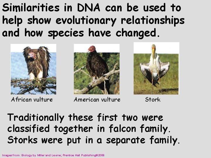 Similarities in DNA can be used to help show evolutionary relationships and how species