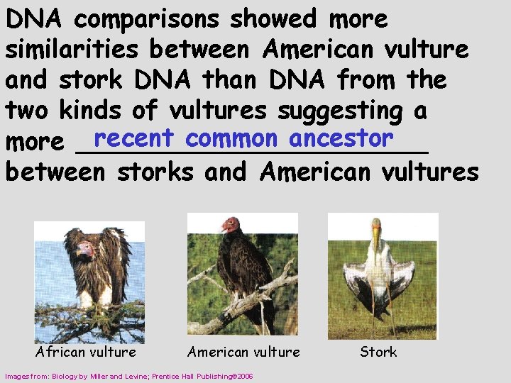 DNA comparisons showed more similarities between American vulture and stork DNA than DNA from